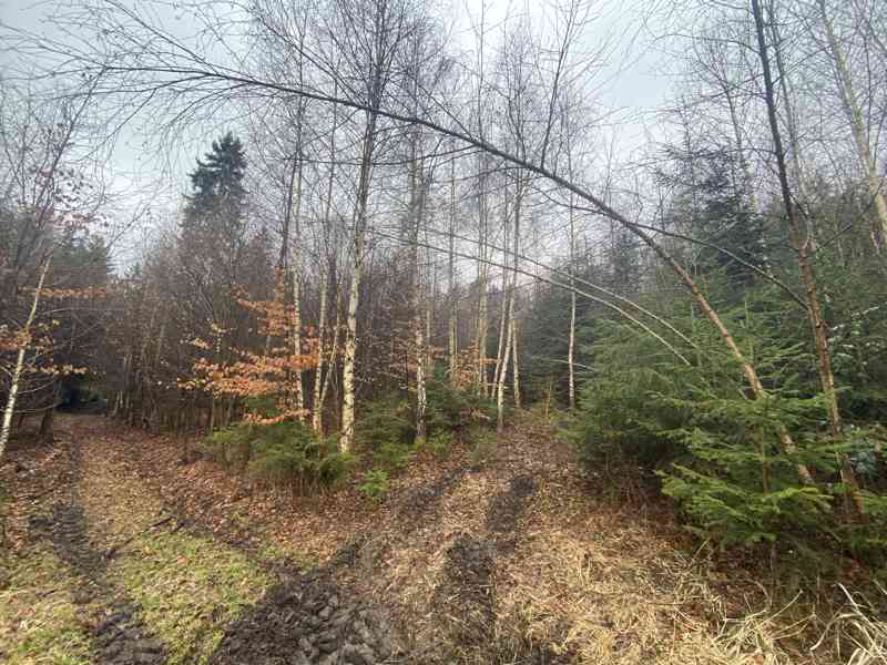 Lesní pozemek Buršice - foto 5