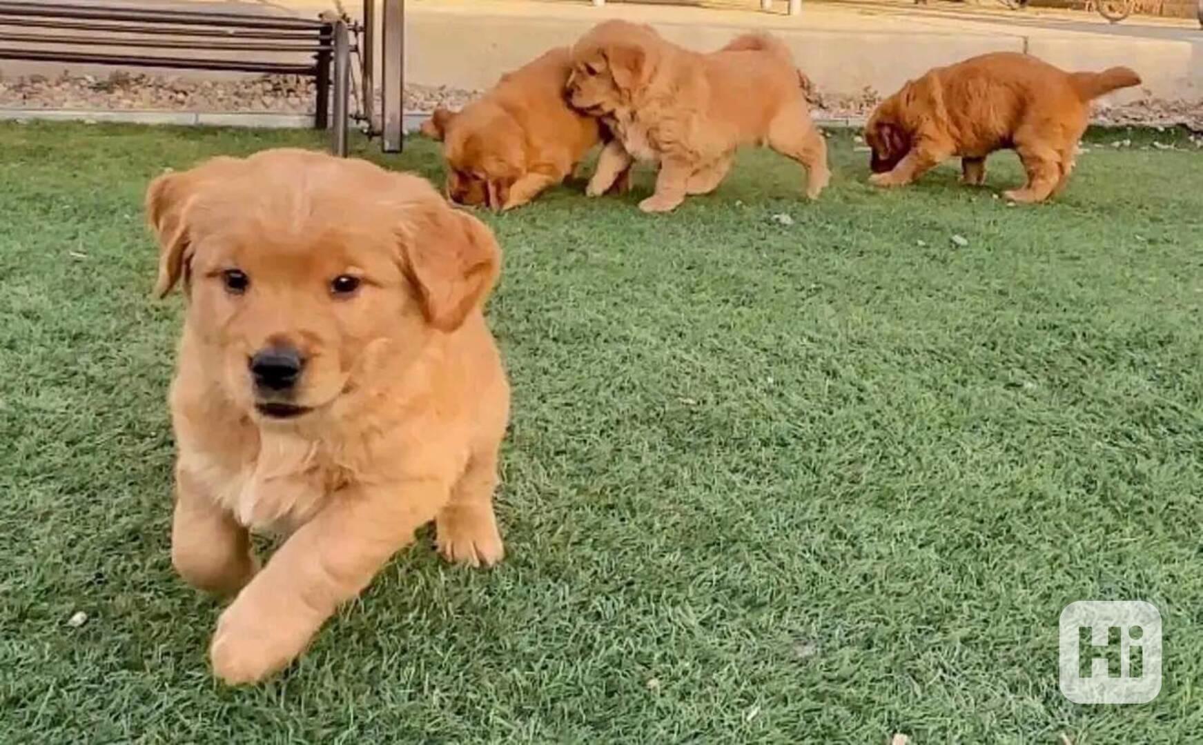 štěňata zlatého retrívra k adopci - foto 1
