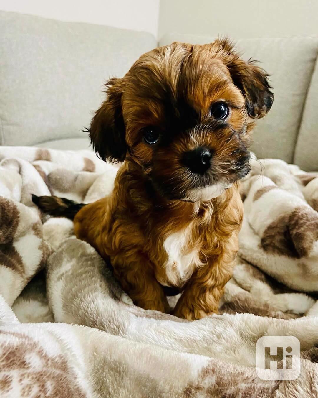 Máme rozkošná štěňátka jorkšírského teriéra, která hledají m - foto 1