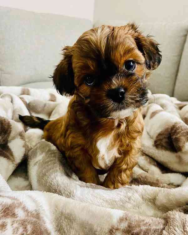 Máme rozkošná štěňátka jorkšírského teriéra, která hledají m - foto 1