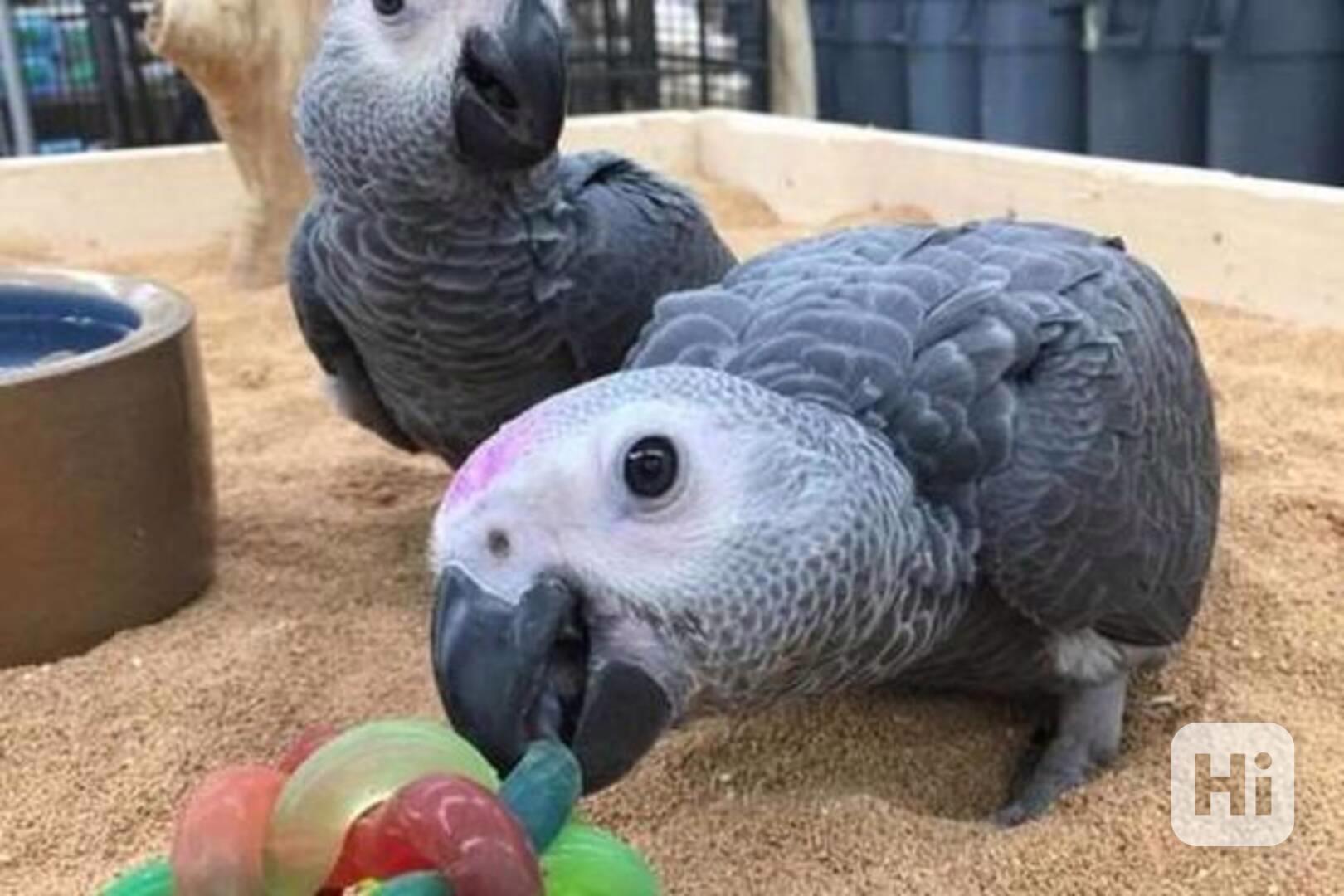 Roztomilí mluvící afričtí šedí papoušci se uchylují k novému - foto 1