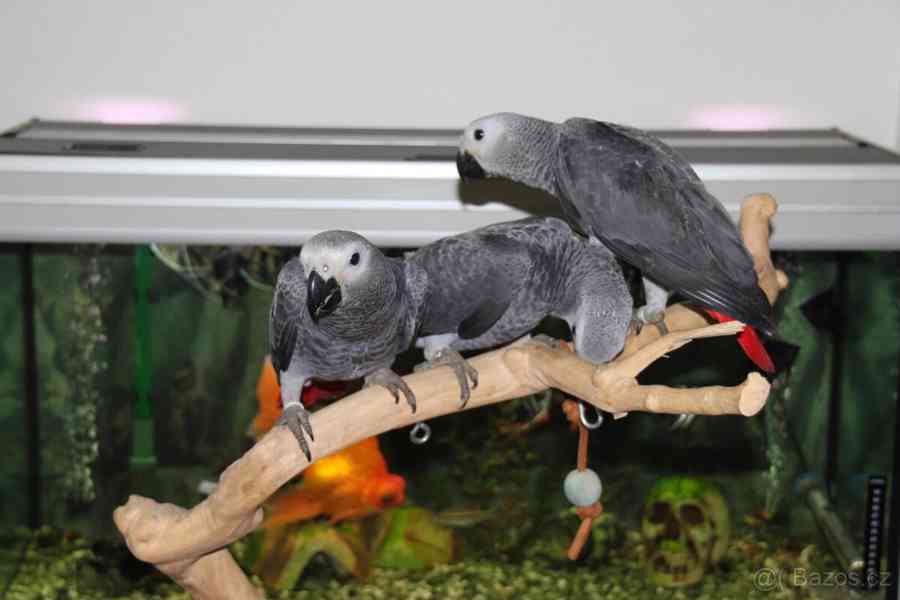 Roztomilí mluvící afričtí šedí papoušci se uchylují k novému - foto 3