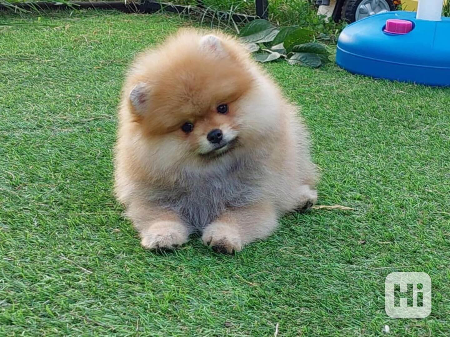 Roztomilý a roztomilý pomeranian - foto 1