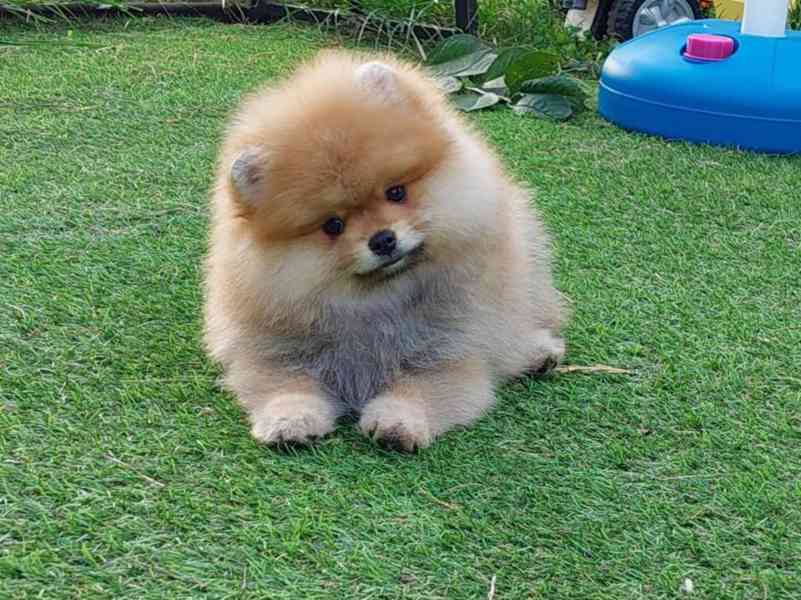 Roztomilý a roztomilý pomeranian - foto 1