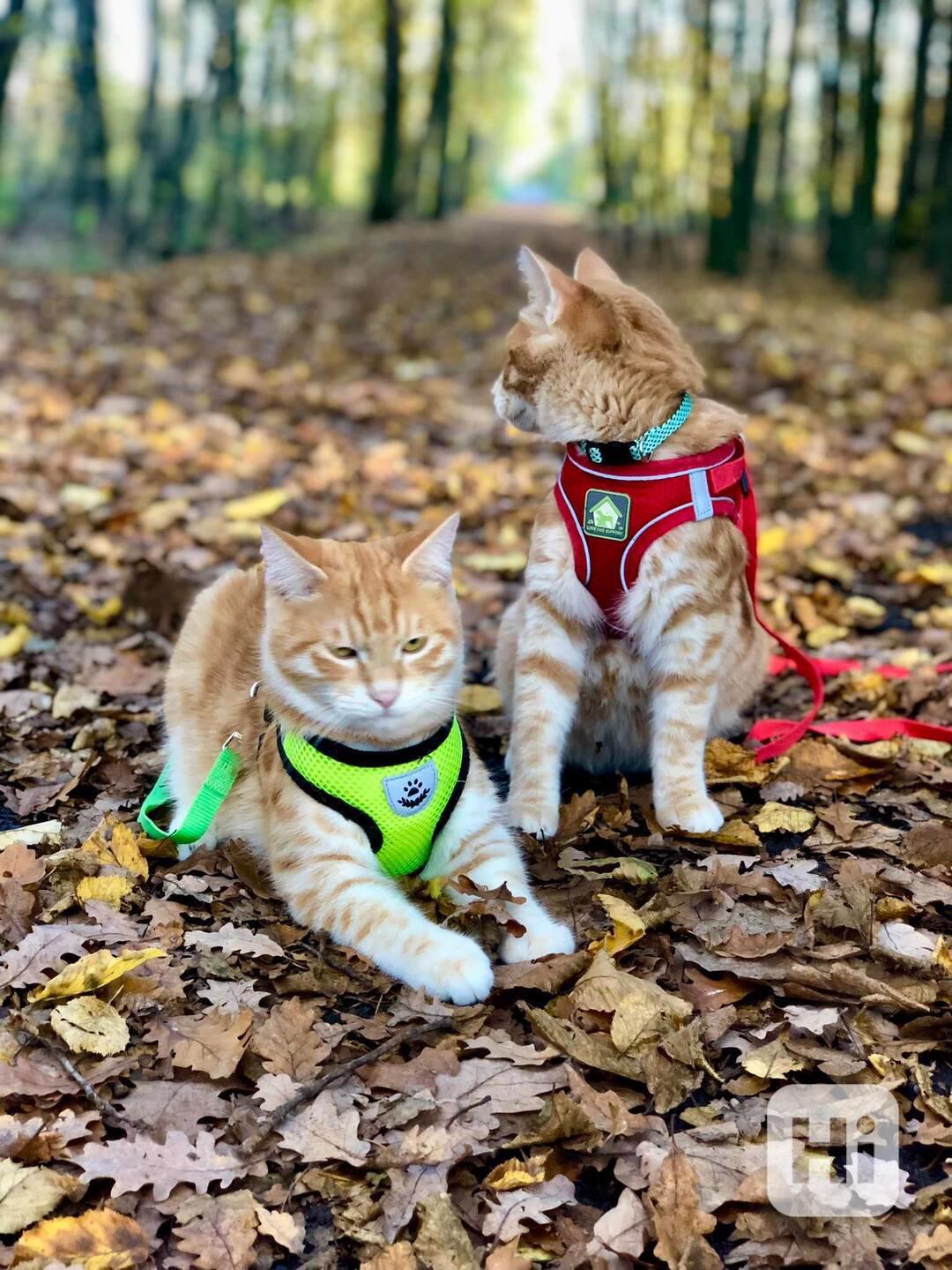  Kurilský Bobtail s PP - foto 1