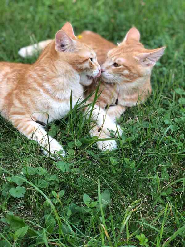  Kurilský Bobtail s PP - foto 2