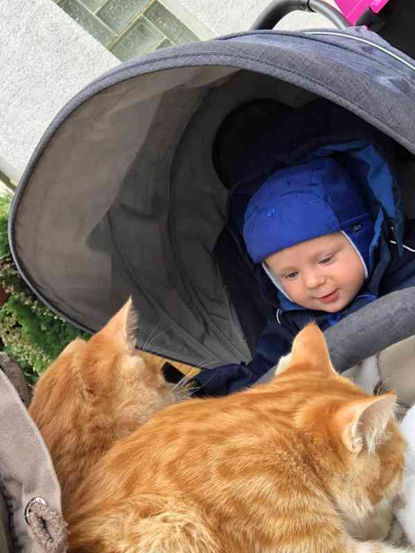  Kurilský Bobtail s PP - foto 5