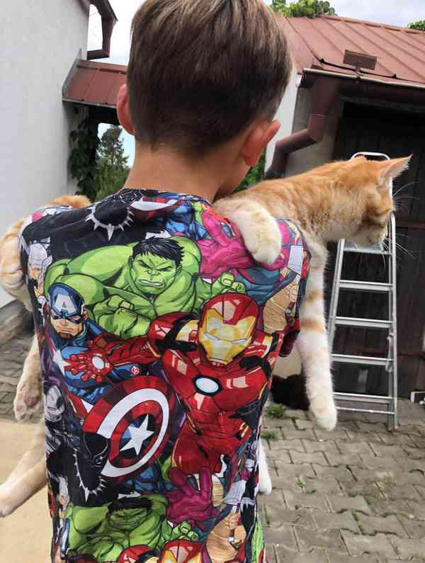  Kurilský Bobtail s PP - foto 4