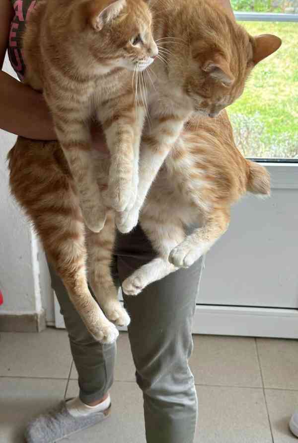  Kurilský Bobtail s PP - foto 6