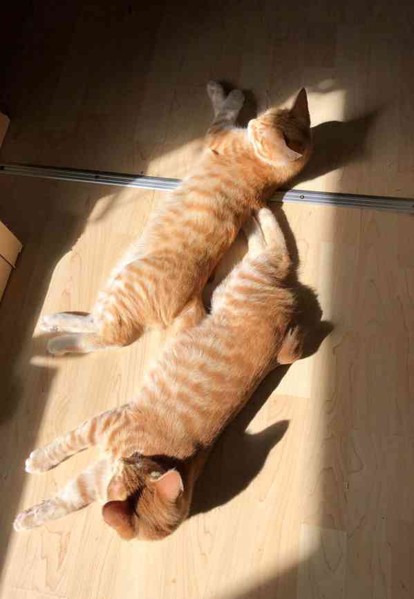  Kurilský Bobtail s PP - foto 3