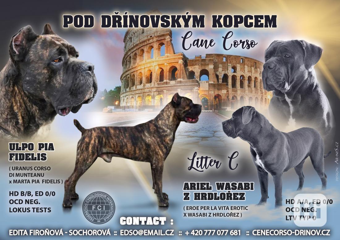 Štěňátka Cane Corso  - foto 1