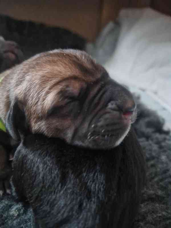 Štěňátka Cane Corso  - foto 3