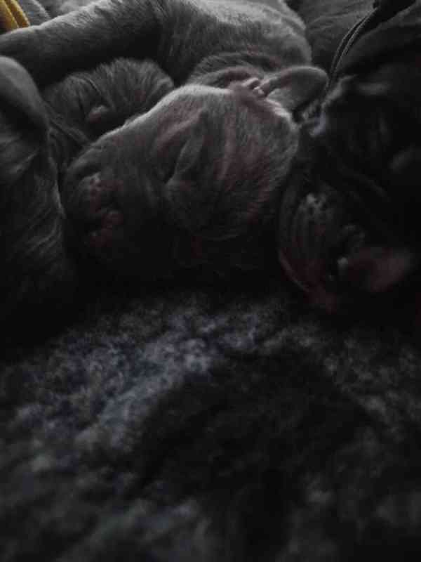 Štěňátka Cane Corso  - foto 5