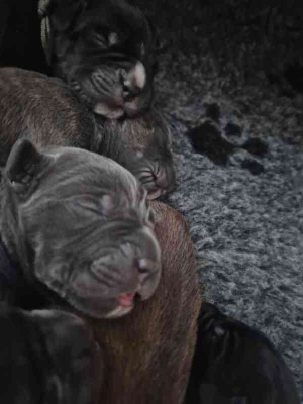Štěňátka Cane Corso  - foto 4