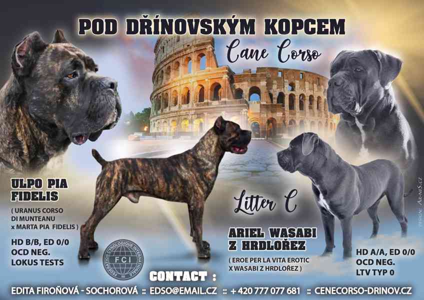 Štěňátka Cane Corso  - foto 1