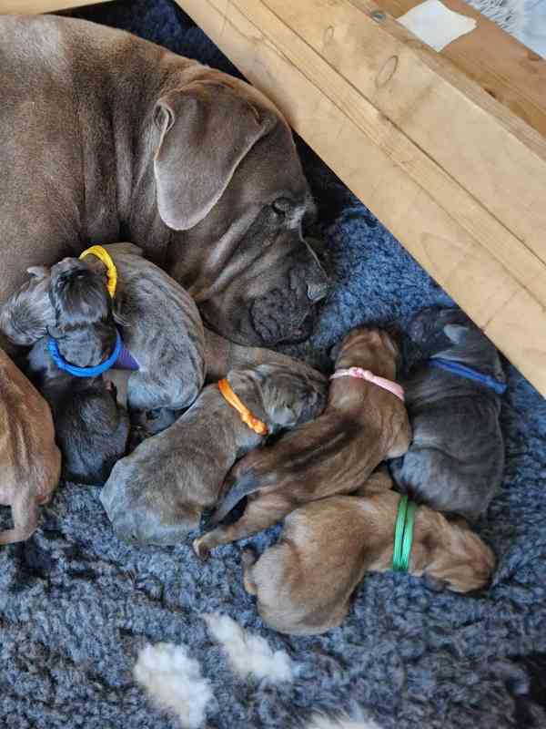 Štěňátka Cane Corso  - foto 2
