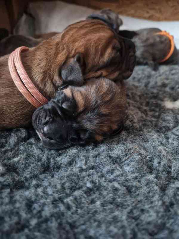 Štěňátka Cane Corso  - foto 6