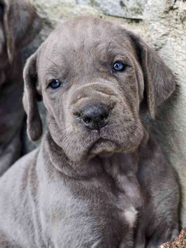 Německá doga s PP (FCI) - modrá fenka - foto 2