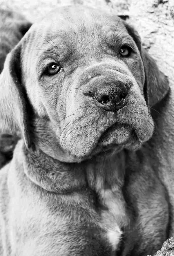 Německá doga s PP (FCI) - modrá fenka - foto 1