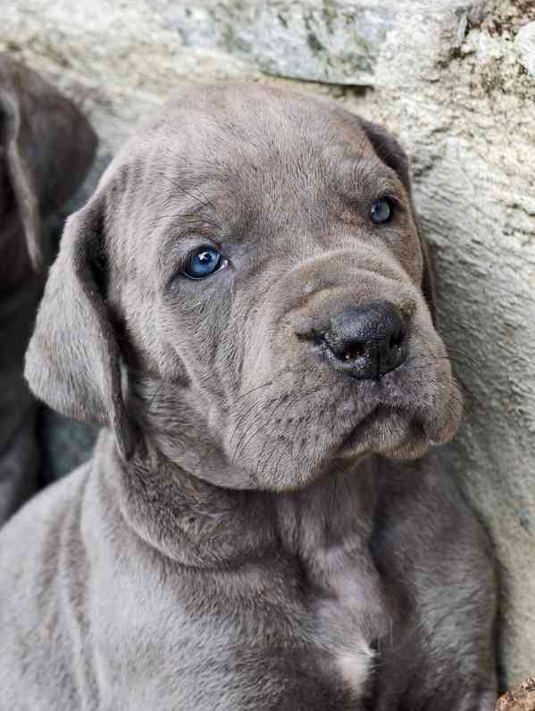 Německá doga s PP (FCI) - modrá fenka - foto 3