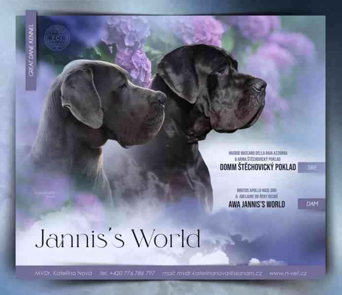 Německá doga s PP (FCI) - modrá fenka - foto 4