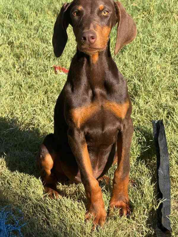 Štěně dobermana - foto 1