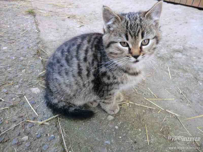 Daruji mourovaté kotě - foto 4