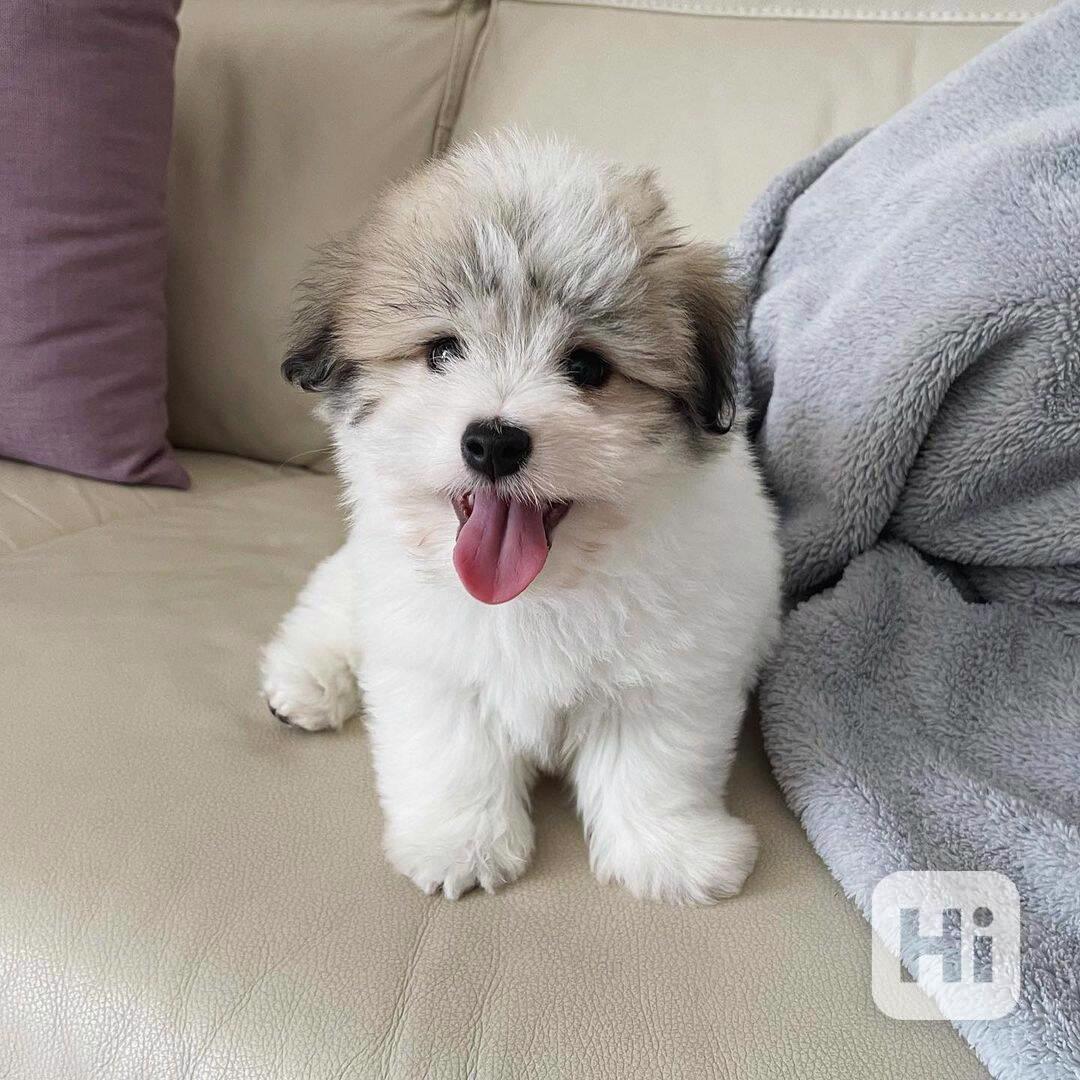 štěňata coton de tulear - foto 1