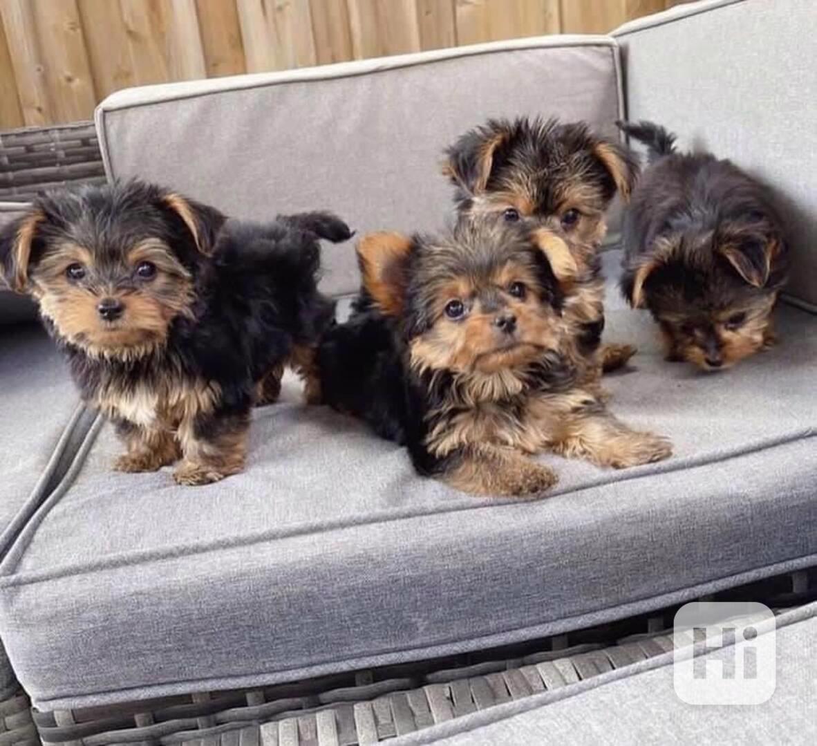 Yorkies puppies are ready for beautiful homes Yorkies are kn - foto 1