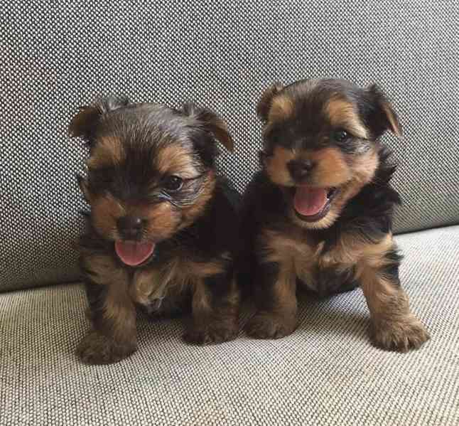 Yorkies puppies are ready for beautiful homes Yorkies are kn - foto 2