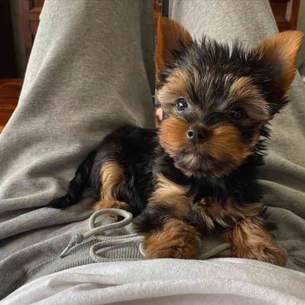 Yorkies puppies are ready for beautiful homes Yorkies are kn - foto 3