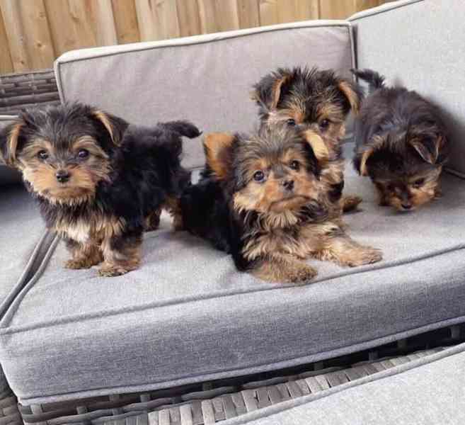 Yorkies puppies are ready for beautiful homes Yorkies are kn - foto 1