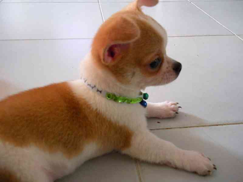 Civava štěňátka bez pp