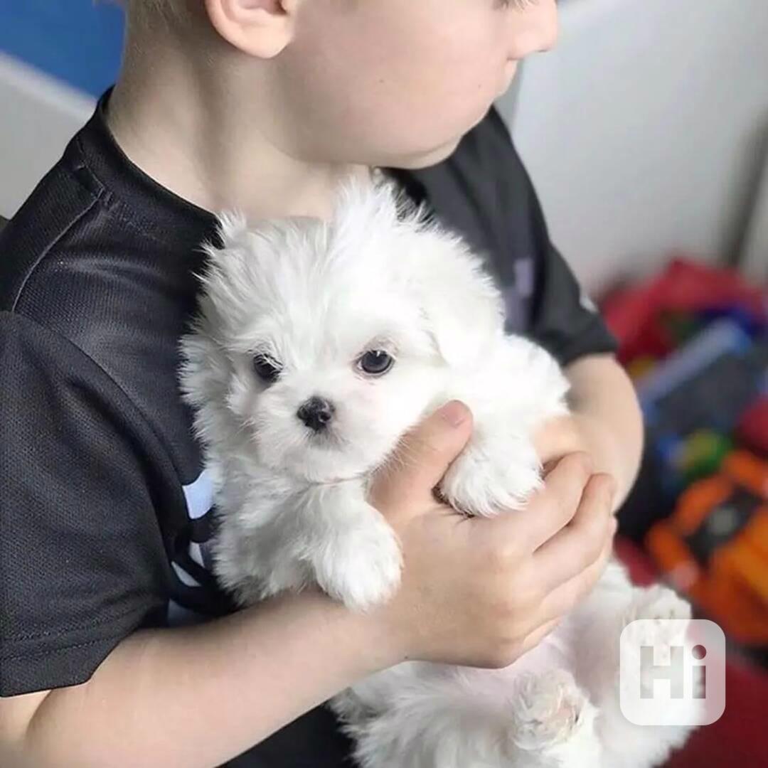 štěňátka maltézáka a fenky k adopci zdarma - foto 1