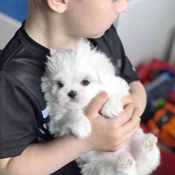 štěňátka maltézáka a fenky k adopci zdarma