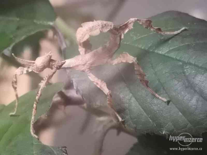 strašilka australská-(Exatosoma Tiaratum) - foto 2