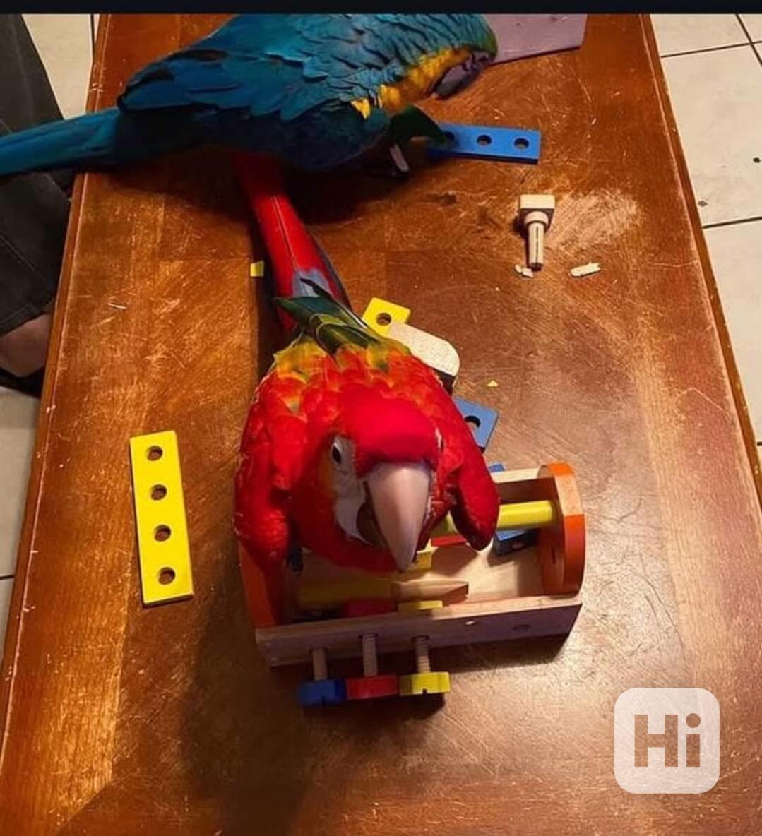 Papoušci arové za velmi dobré ceny. - foto 1