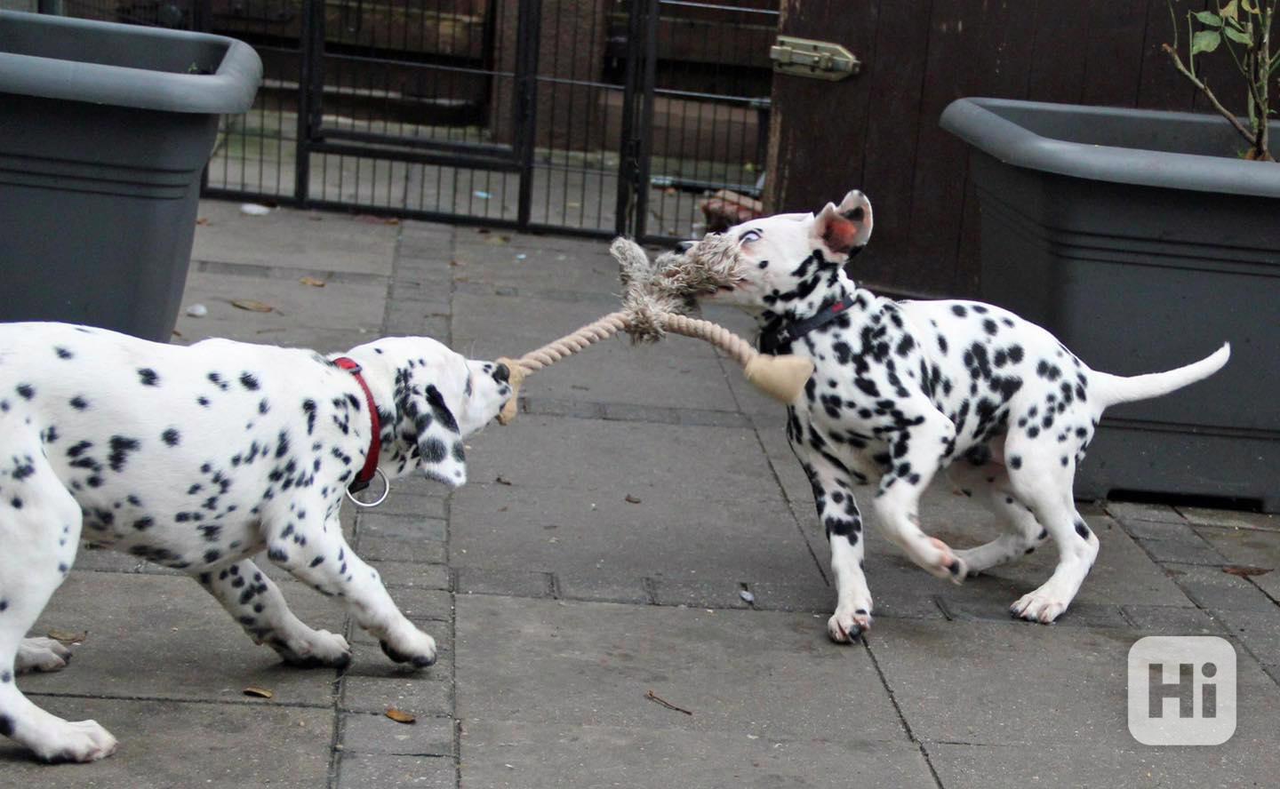 vynikající štěňata dalmatina, kluk a fenka, - foto 1