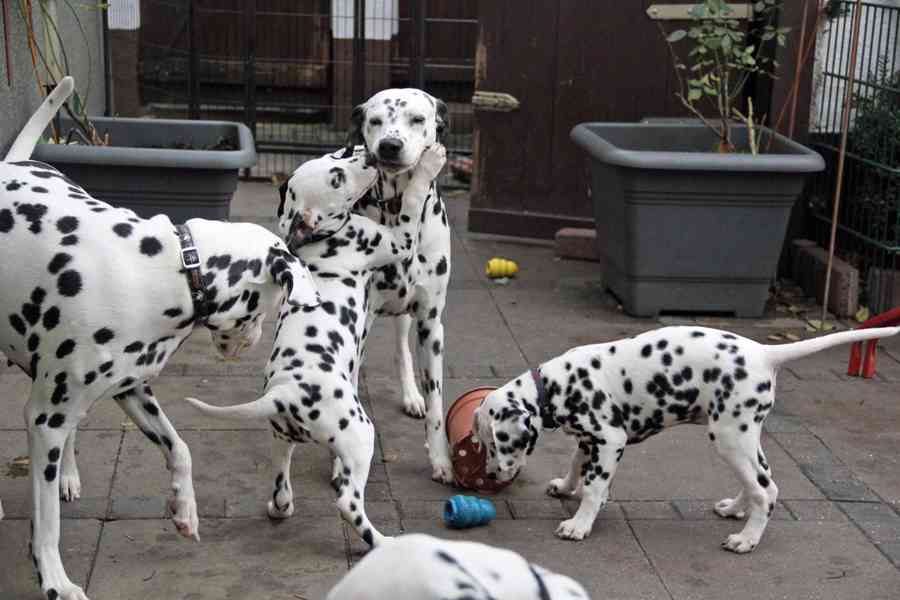 vynikající štěňata dalmatina, kluk a fenka, - foto 2