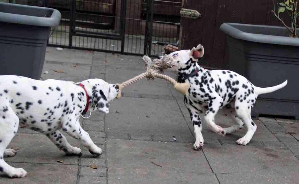 vynikající štěňata dalmatina, kluk a fenka, - foto 1