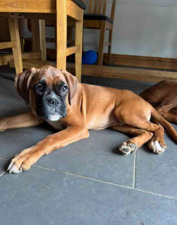 štěňata boxer - foto 3