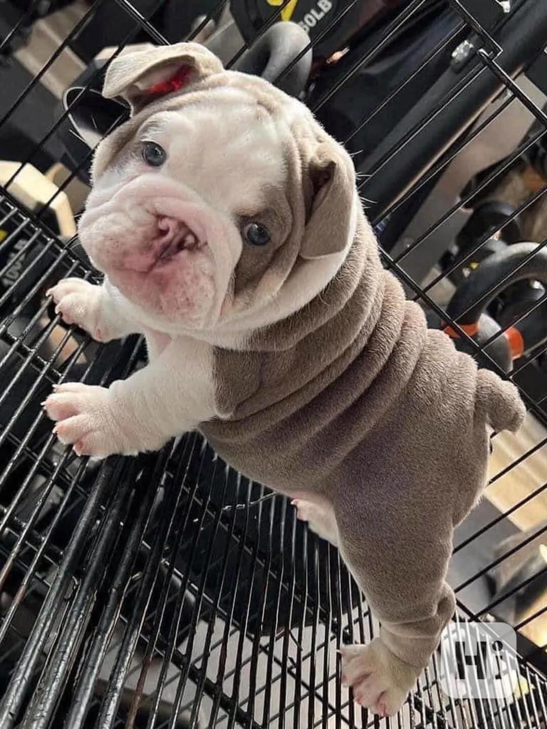 12týdenní štěně anglického buldoka - foto 1