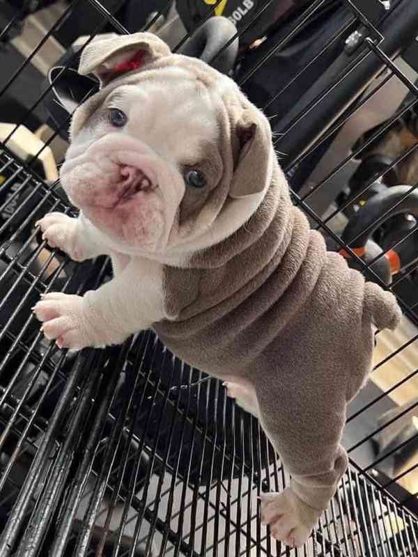 12týdenní štěně anglického buldoka - foto 1