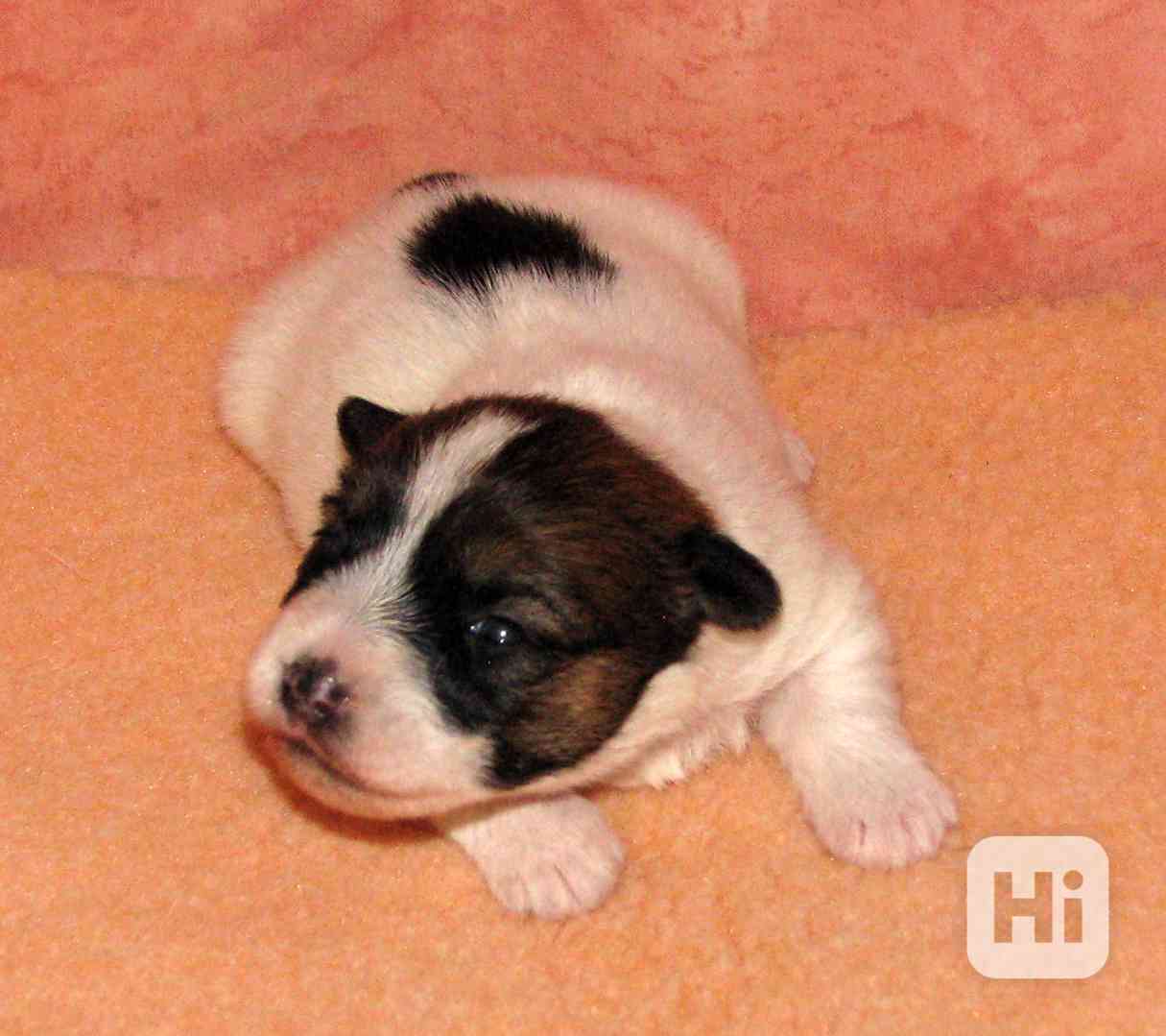 Jediná fenka Jack Russell teriéra s PP k rezervaci - foto 1