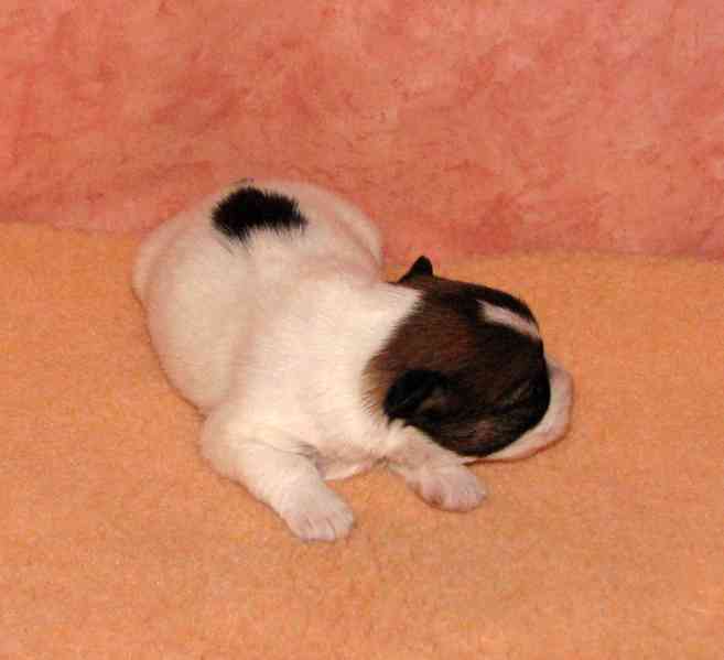 Jediná fenka Jack Russell teriéra s PP k rezervaci - foto 6