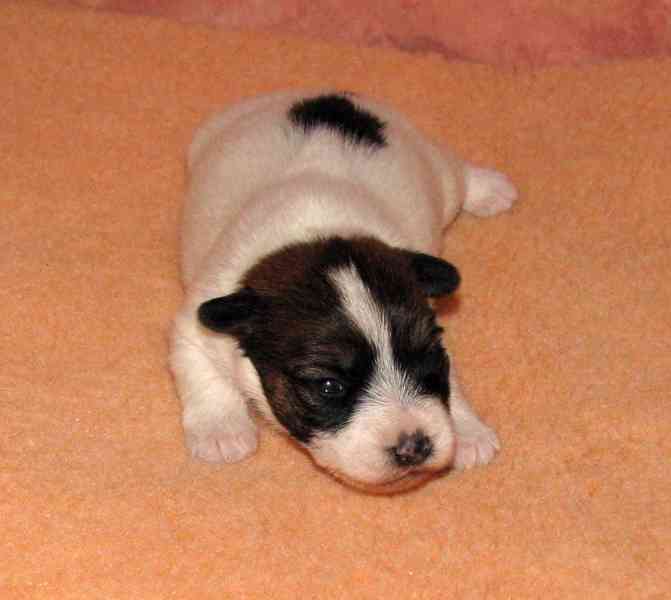 Jediná fenka Jack Russell teriéra s PP k rezervaci - foto 3