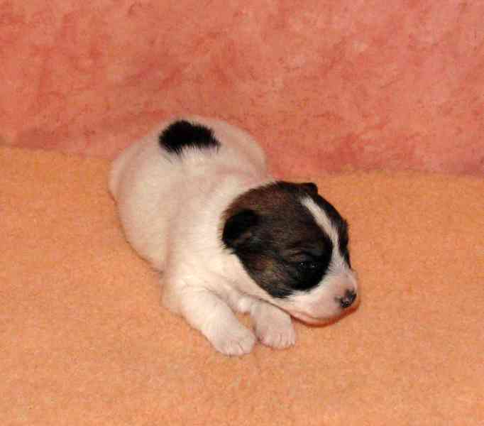 Jediná fenka Jack Russell teriéra s PP k rezervaci - foto 5