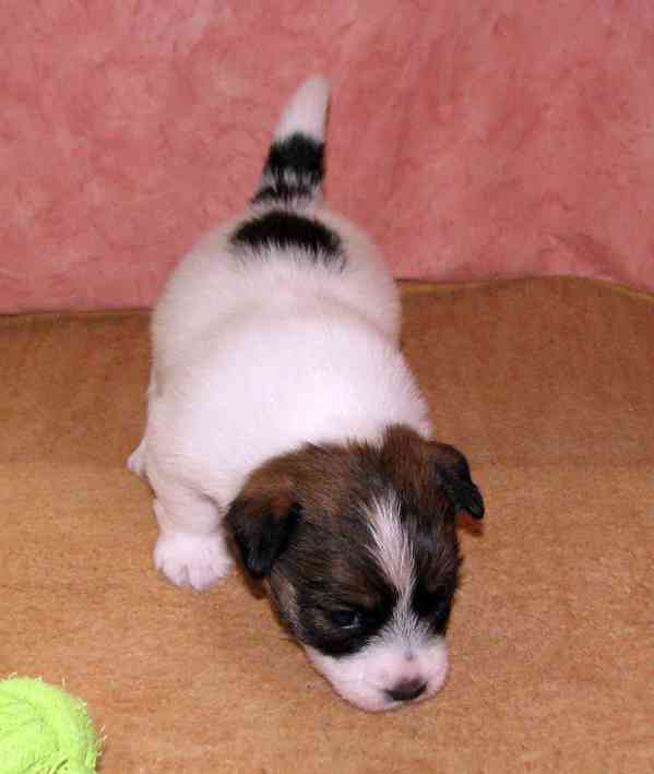 Roztomilá fenka Jack Russell teriéra s PP k rezervaci - foto 2