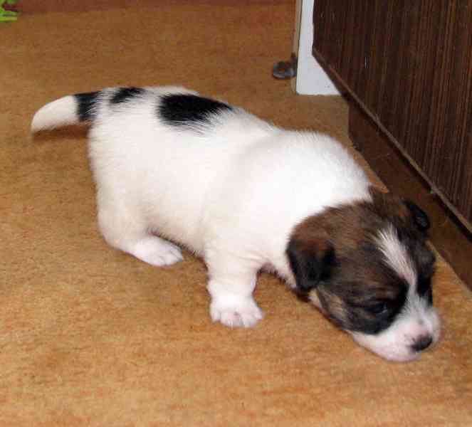 Roztomilá fenka Jack Russell teriéra s PP k rezervaci - foto 11