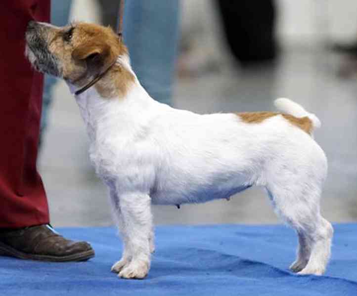Jediná fenka Jack Russell teriéra s PP k rezervaci - foto 8